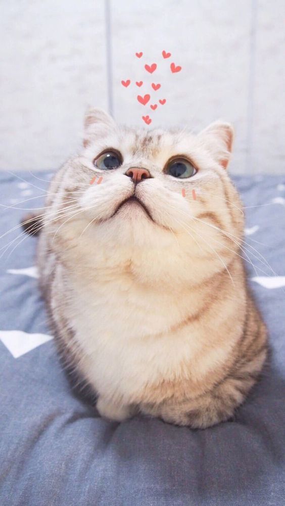 199+ Meme Ảnh Mèo Cute Trái Tim, Ngầu, Dễ Thương, Ngộ Nghĩnh, Đen Đẹp