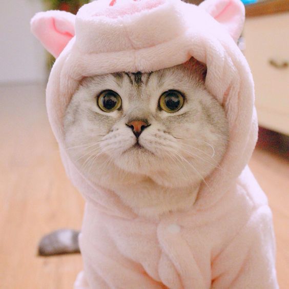 100 Hình ảnh avatar đôi mèo cute dễ thương đẹp nhất