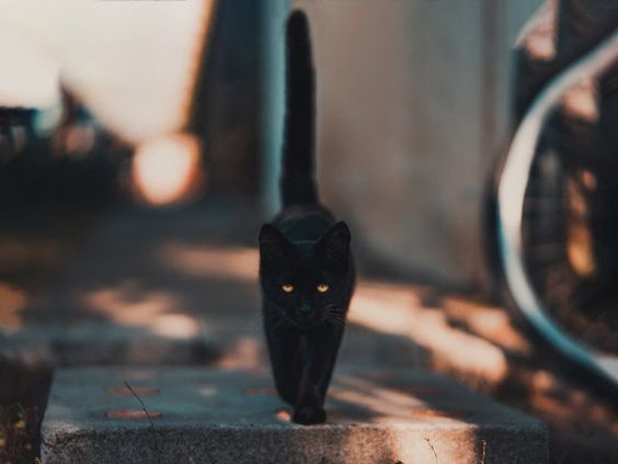 TOP 30 Hình ảnh Mèo đen anime đẹp ngầu Hình nền mèo đen cute chất
