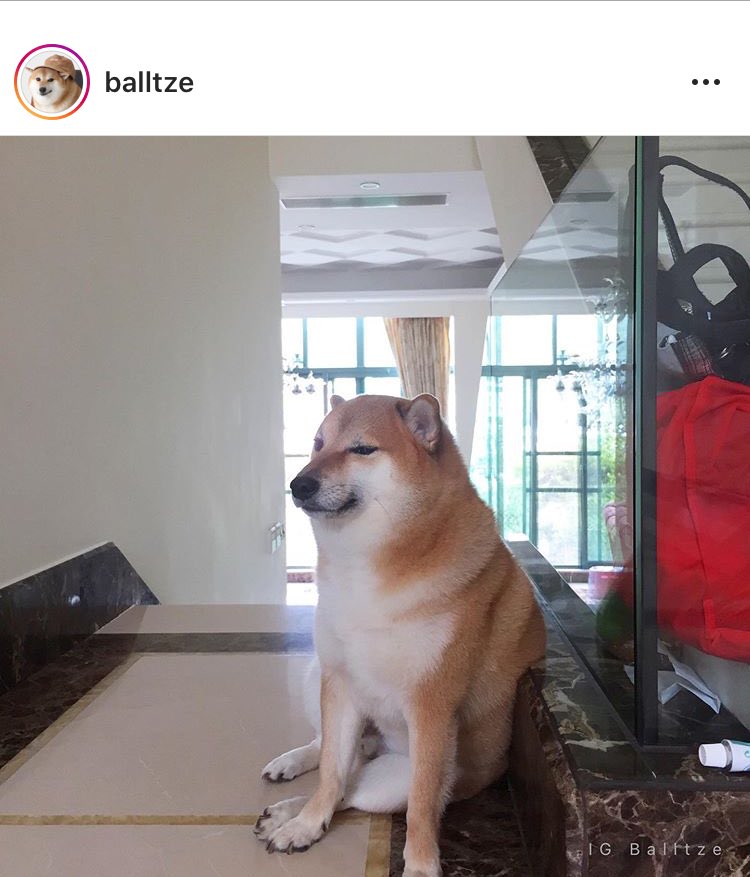 Cổ Động  Balltze chú chó Cheems và ngôi sao của những bức ảnh meme xuất  hiện trên mạng thời gian gần đây Nếu bạn là một người dành kha khá thời