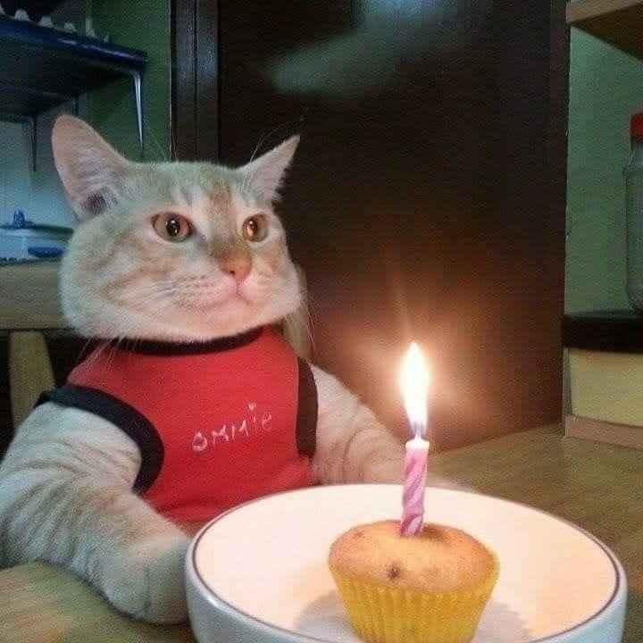 Mách bạn với hơn 104 ảnh mèo chúc mừng sinh nhật mới nhất  Tin Học Vui