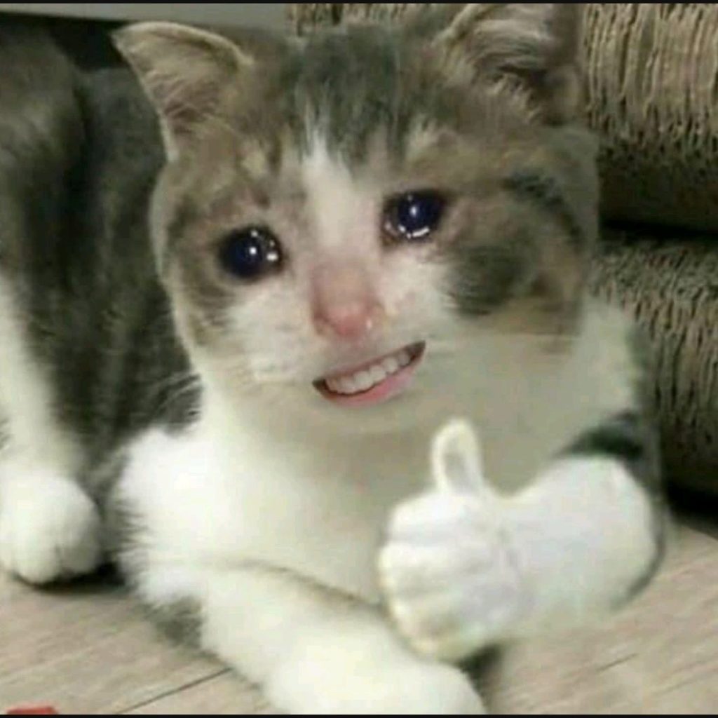 Meme mèo khóc cute, like, tiếng chó, che miệng